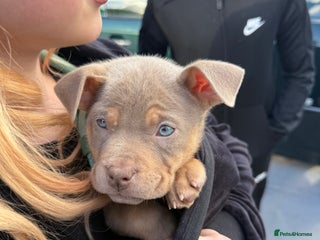 American Bully dogs - Advert 4