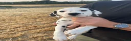 Dalmatian dogs for sale: Dalmation puppies - Advert 2