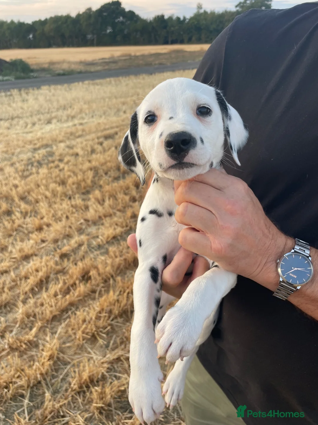 Dalmatian dogs for sale: Dalmation puppies - Advert 2
