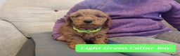 Goldendoodle dogs for sale: Goldendoodle puppies - Advert 11