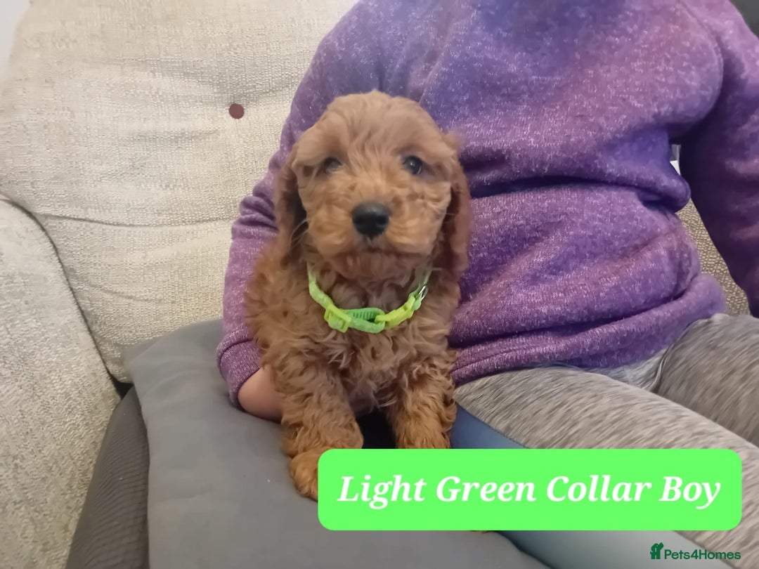 Goldendoodle dogs for sale: Goldendoodle puppies - Advert 11