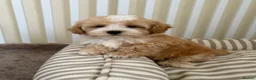 Maltipoo dogs for sale: 5🌟Korean maltipoo puppies health tested - Advert 23