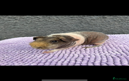 Guinea Pig rodents for sale: Guinea pigs  - Image 2