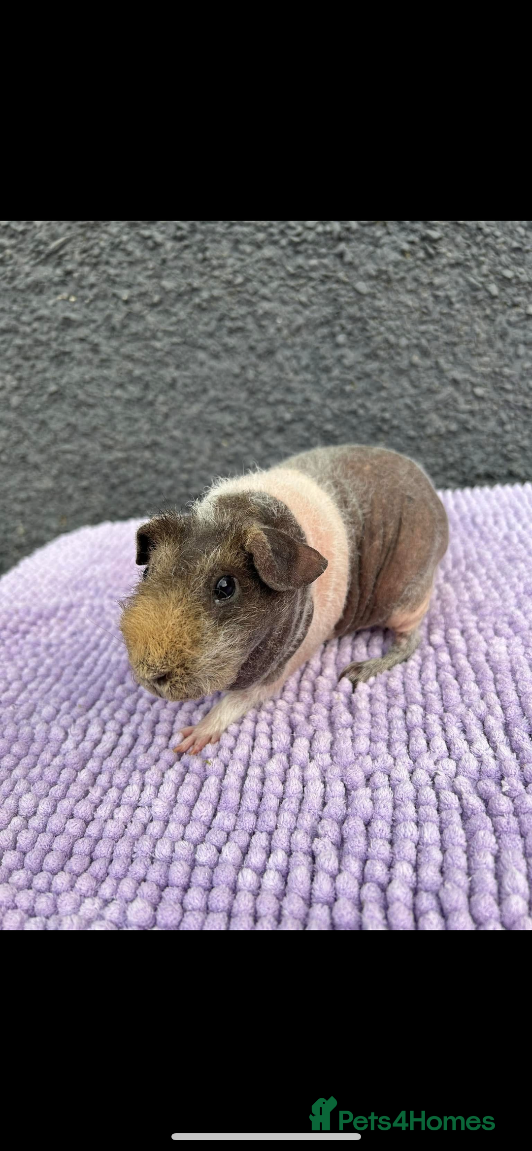 Guinea Pig rodents for sale: Guinea pigs  - Image 2