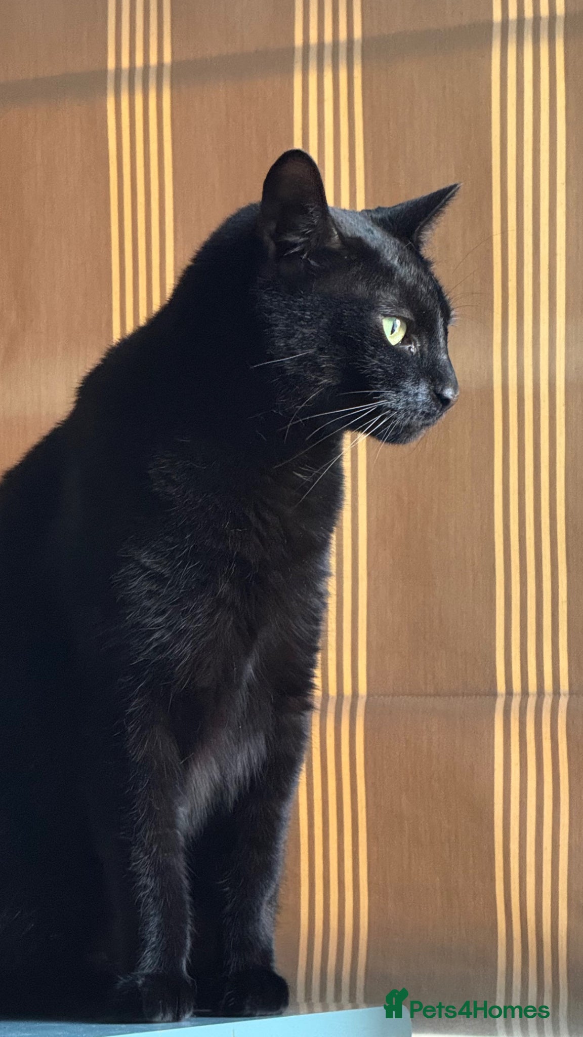 Domestic Shorthair cats for sale: FREE TO A LOVING HOME — Jackie, 8yo Female Cat 🖤 - Advert 9