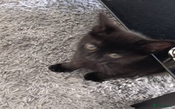 Domestic Shorthair cats for sale: cute mix breed kittens - Image 2