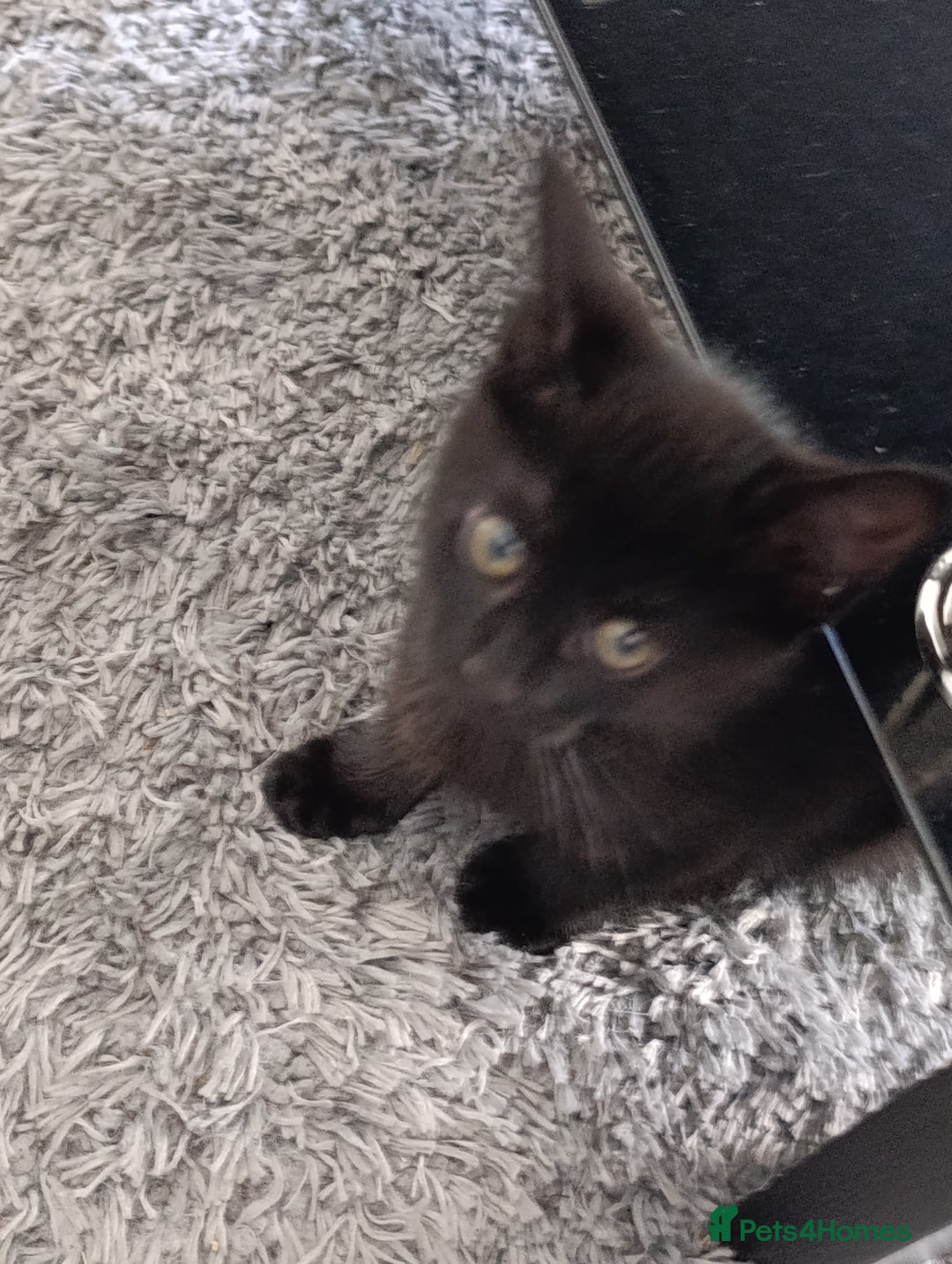 Domestic Shorthair cats for sale: cute mix breed kittens - Image 2
