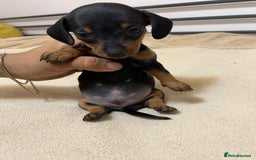 Miniature Dachshund dogs for sale: Miniature Dachshund KC ready now  - Image 18