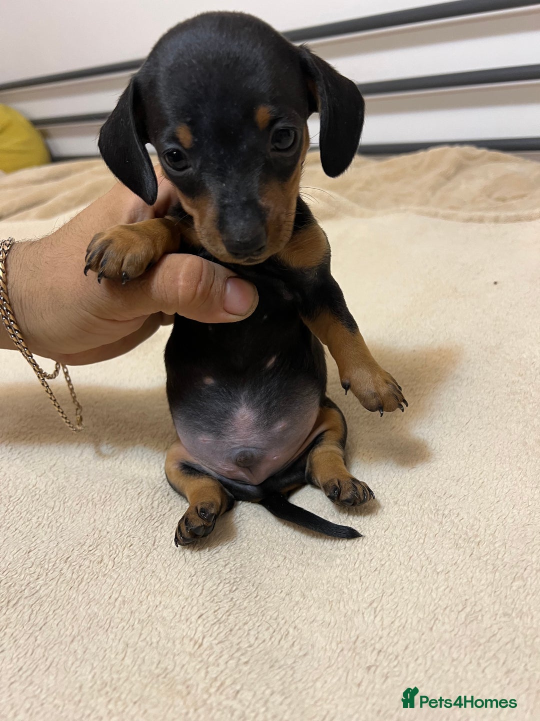 Miniature Dachshund dogs for sale: Miniature Dachshund KC ready now  - Image 18