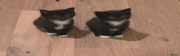 Mixed Breed cats for sale: Gorgeous little kittens - Advert 9