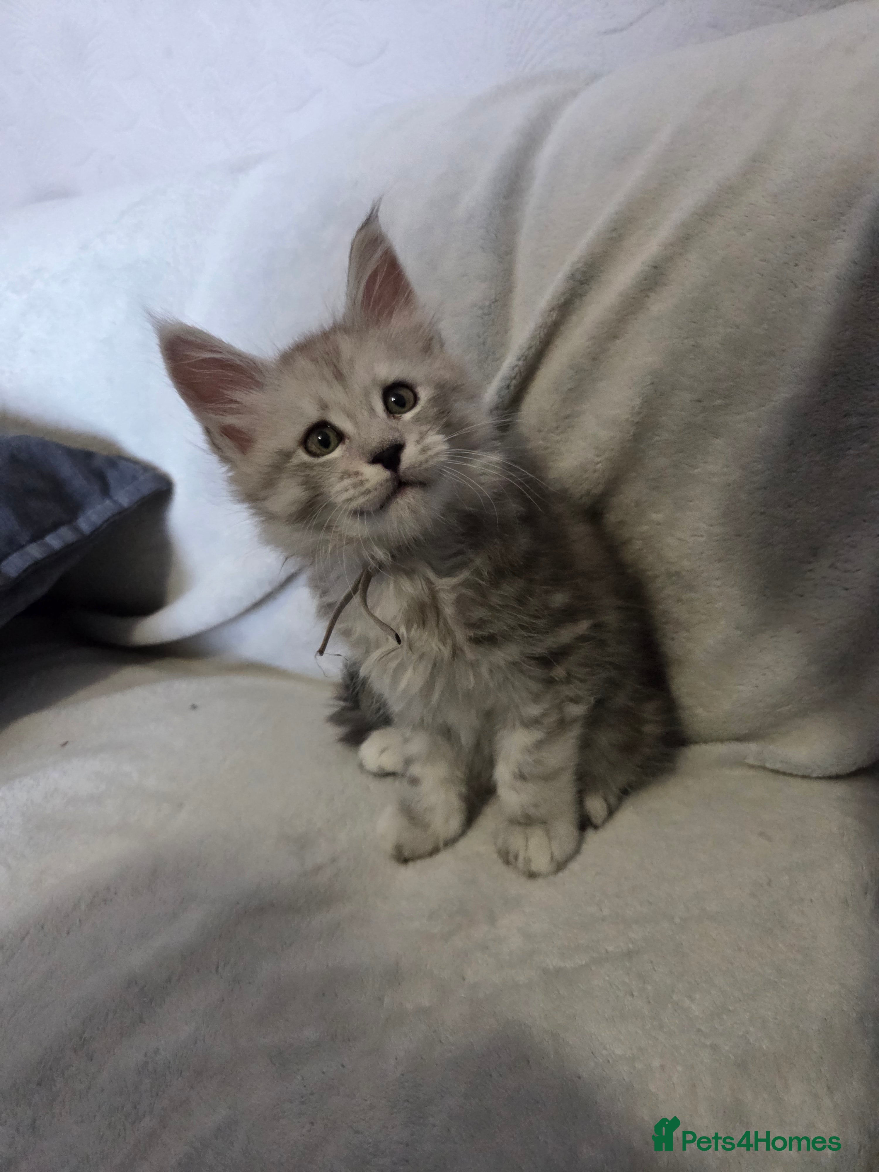 Maine Coon cats Tica registered shaded Mainecoon - Advert 5