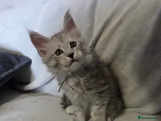 Maine Coon cats Tica registered shaded Mainecoon - Advert 5