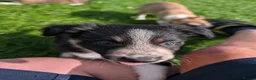 Mixed Breed dogs for sale: Collie/Lurcher puppies for sale - Advert 7