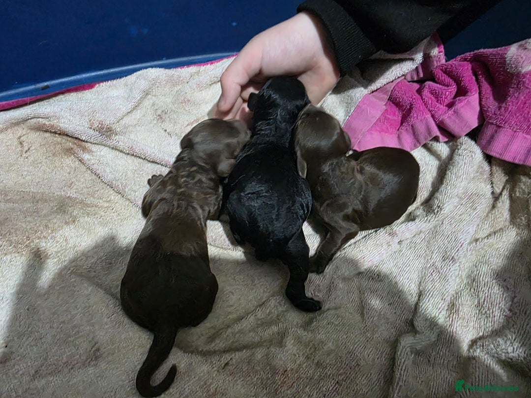 Mixed Breed dogs for sale: Springer x Cockerpoo Pups - Image 1