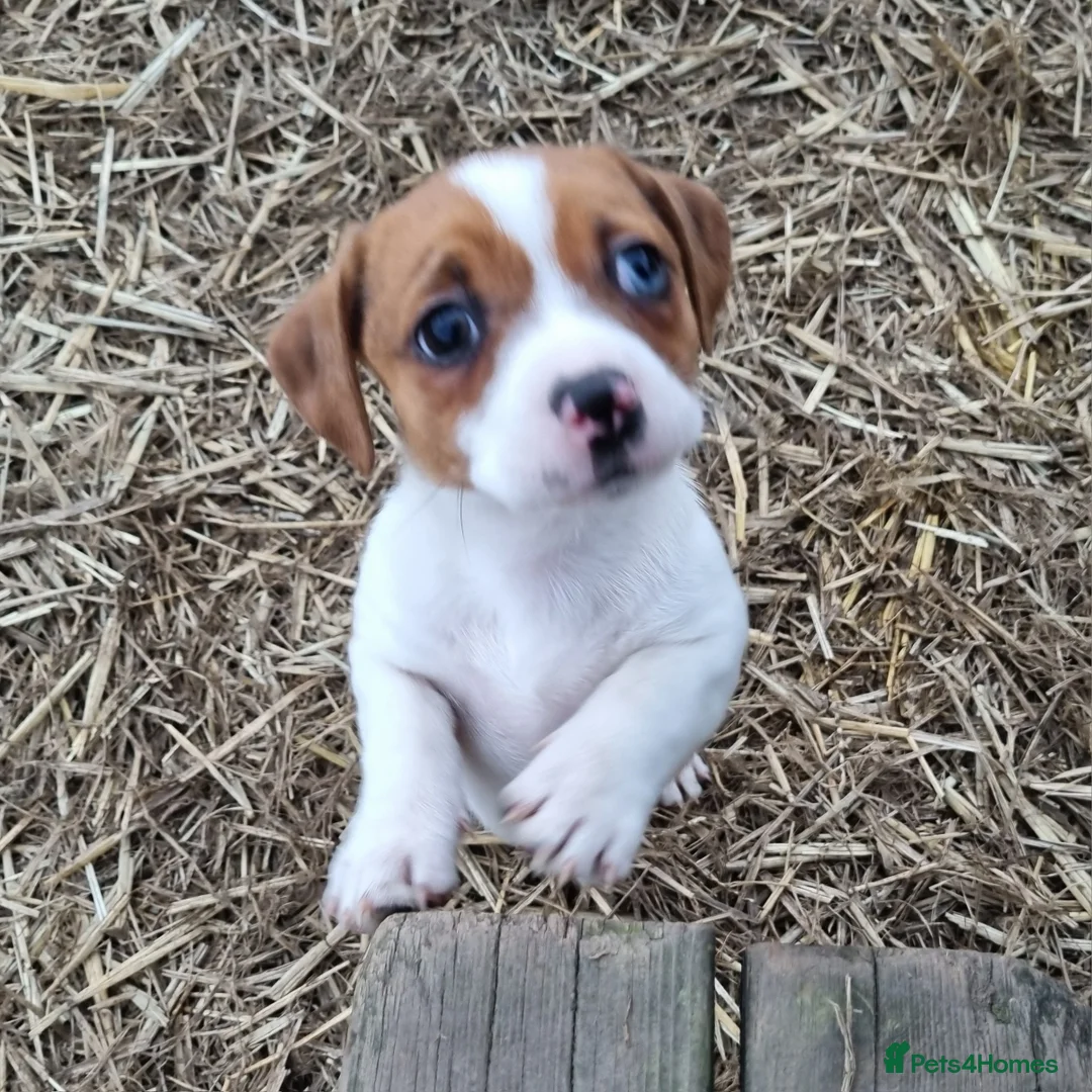 Jack Russell dogs for sale: Jack Russell Pups - just one left! - Advert 1