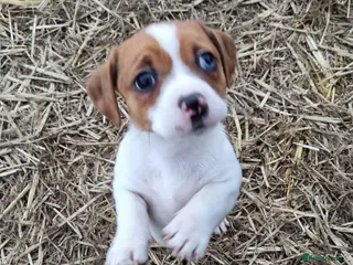 Jack Russell dogs Jack Russell Pups - just one left! - Advert 1