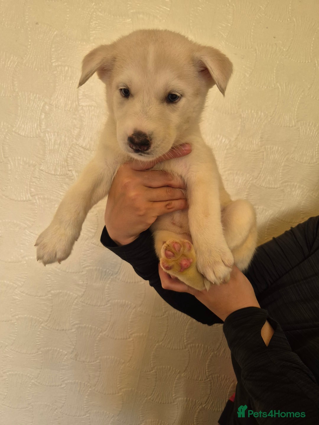 Siberian Husky dogs for sale: Beautiful Husky Looking for Their Forever Homes - Advert 33