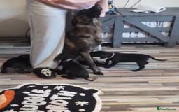 Mixed Breed dogs for sale: Dutch shepherd X pointer puppies  - Advert 16