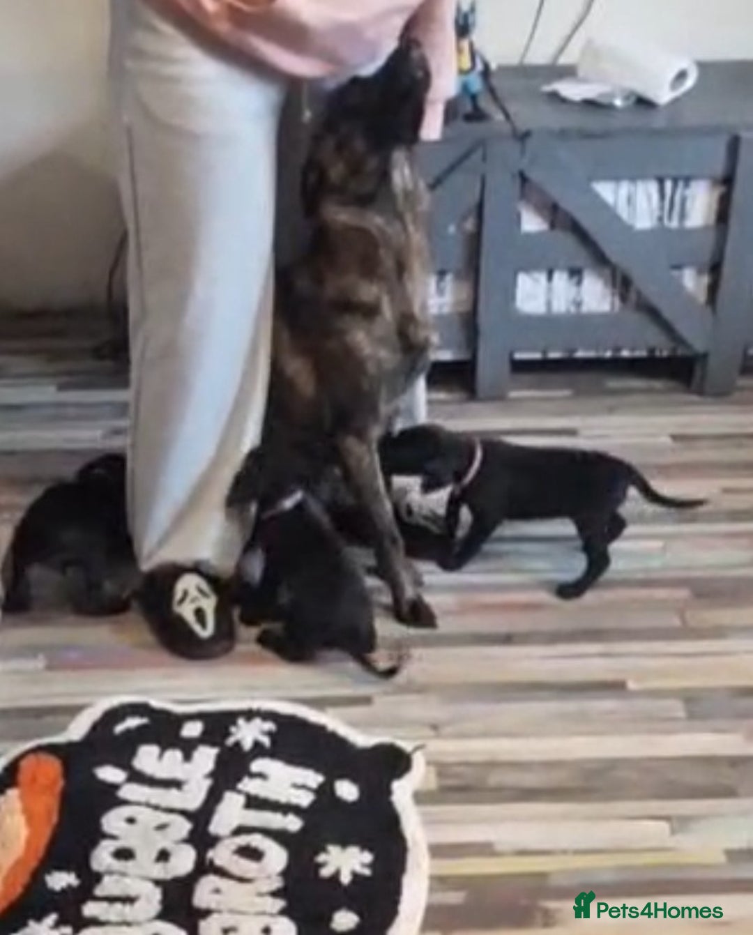 Mixed Breed dogs for sale: Dutch shepherd X pointer puppies  - Advert 16