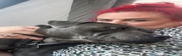 Staffordshire Bull Terrier dogs for stud: Son of the gurnos governor available for stud  - Advert 8