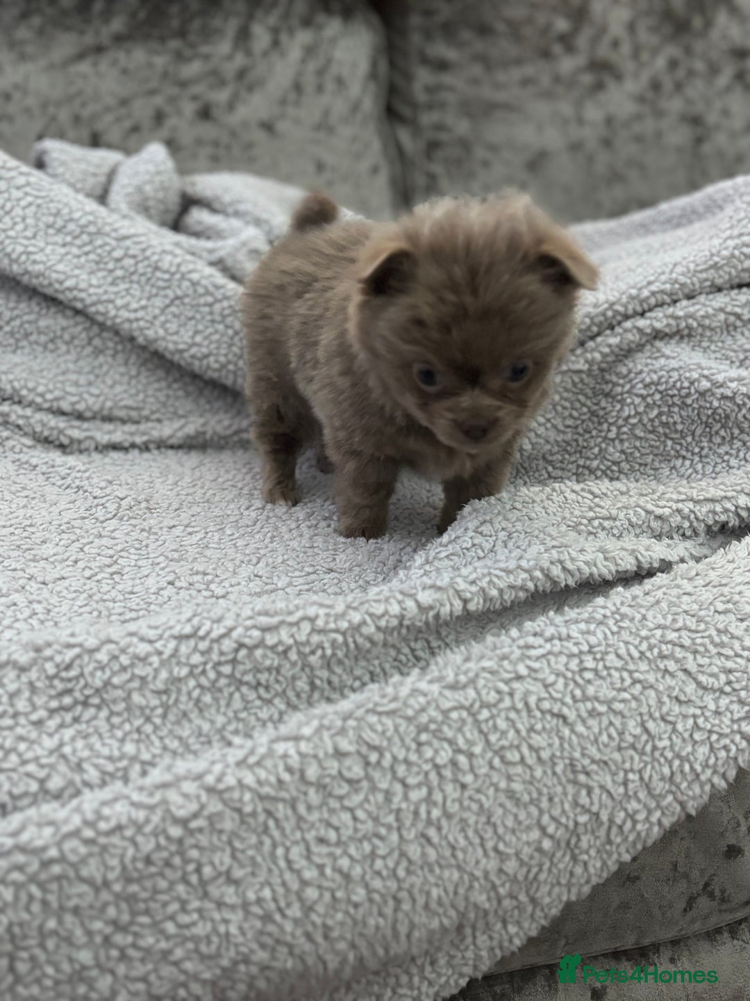 Chihuahua dogs for sale: KCREG Long/Shorthair chihuahua Champ/russian Lines - Advert 6