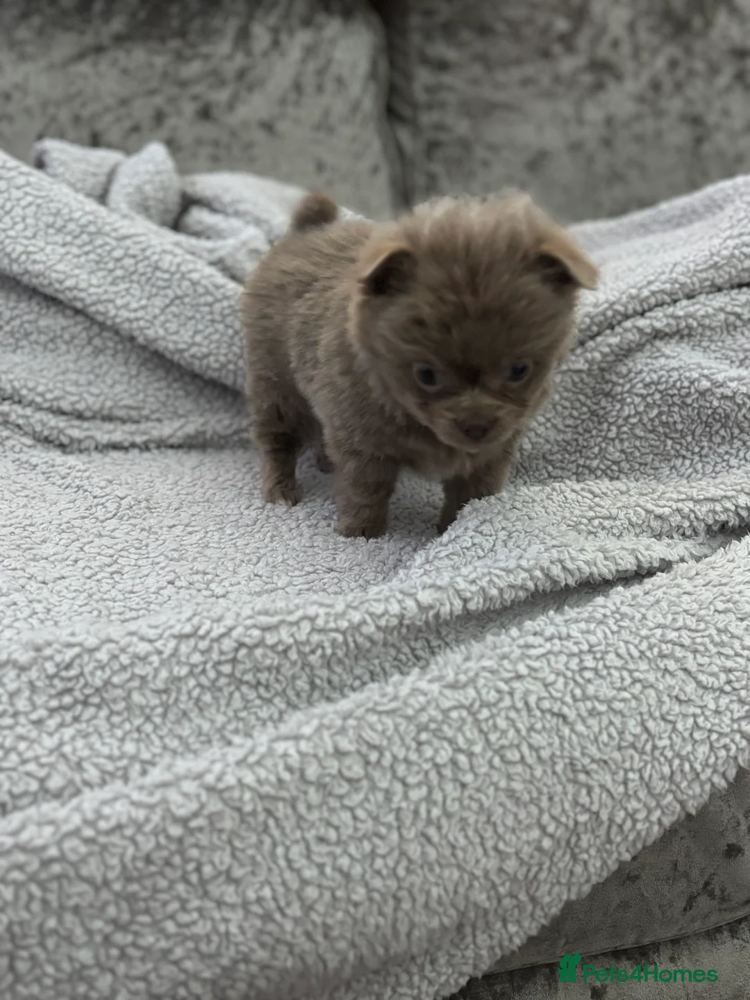 Chihuahua dogs for sale: Last boy KC REG chihuahua Champ/russian READY NOW - Advert 7