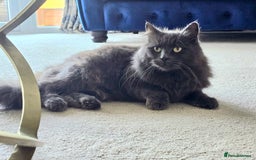 Russian Blue cats for sale: Longhaired Russian Blue Female - Image 1