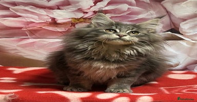 Maine Coon cats TICA Registered Maine Coon Kittens.  READY NOW  - Advert 10