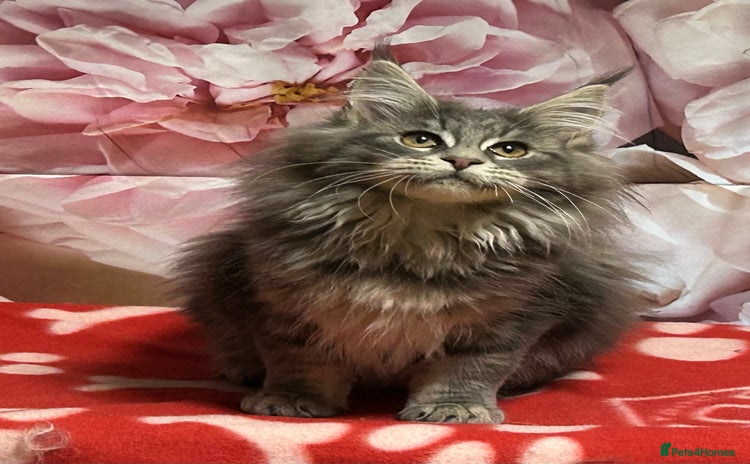 Maine Coon cats TICA Registered Maine Coon Kittens.  READY NOW  - Advert 3