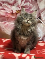 Maine Coon cats TICA Registered Maine Coon Kittens. READY NOW - Advert 5