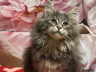 Maine Coon cats TICA Registered Maine Coon Kittens. READY NOW - Advert 2