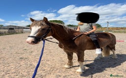 Welsh Section D horses for sale: 🌟 Gorgeous – Quality Welsh Section D – 14.2hh 🌟 - Image 9