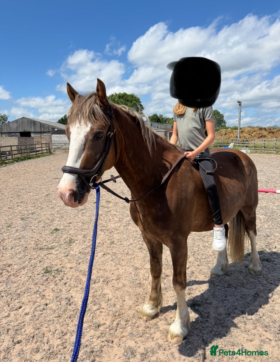 Welsh Section D horses for sale: 🌟 Gorgeous – Quality Welsh Section D – 14.2hh 🌟 - Image 9