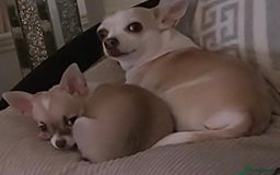 Chihuahua dogs for sale: Chihuahua puppy  - Image 5