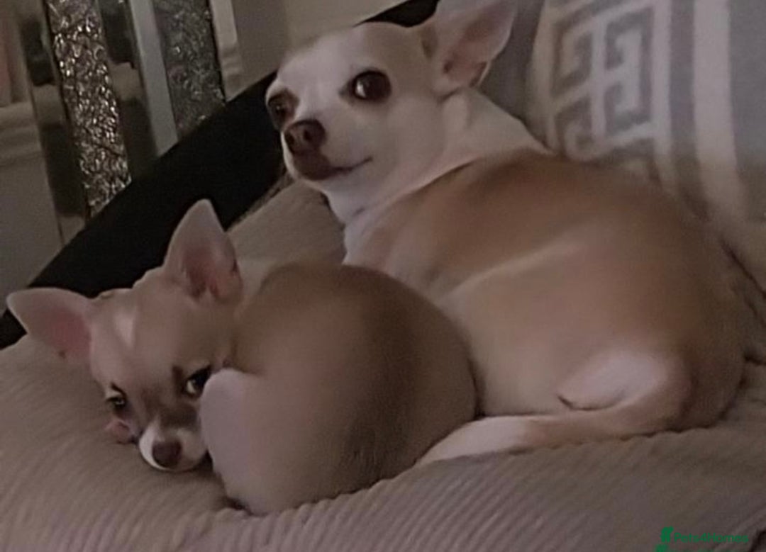 Chihuahua dogs for sale: Chihuahua puppy  - Image 5