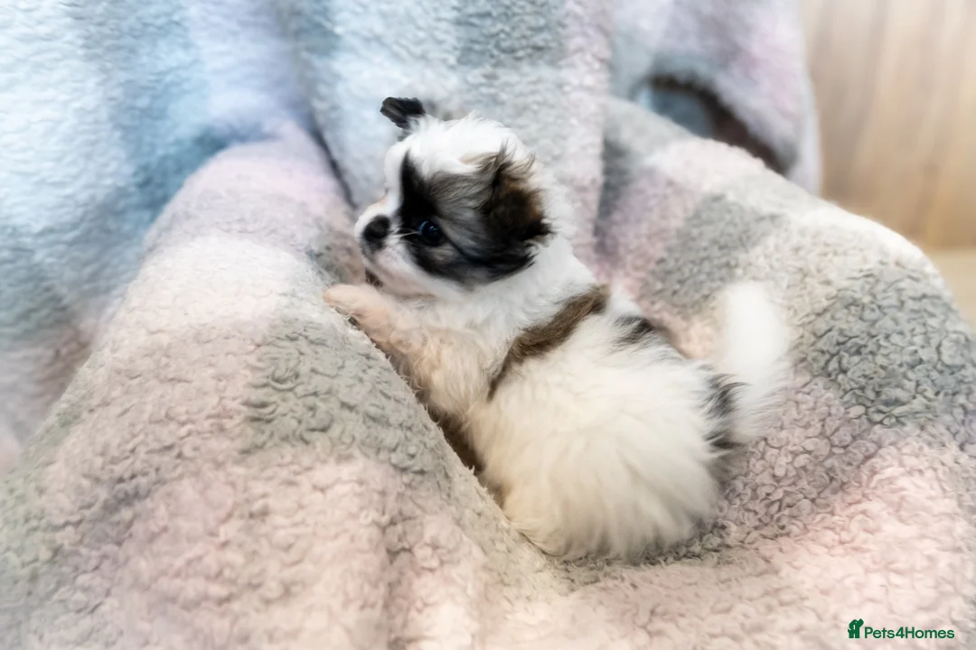 Mixed Breed dogs for sale: Shiranian-shihtzu cross pomeranian  - Advert 11