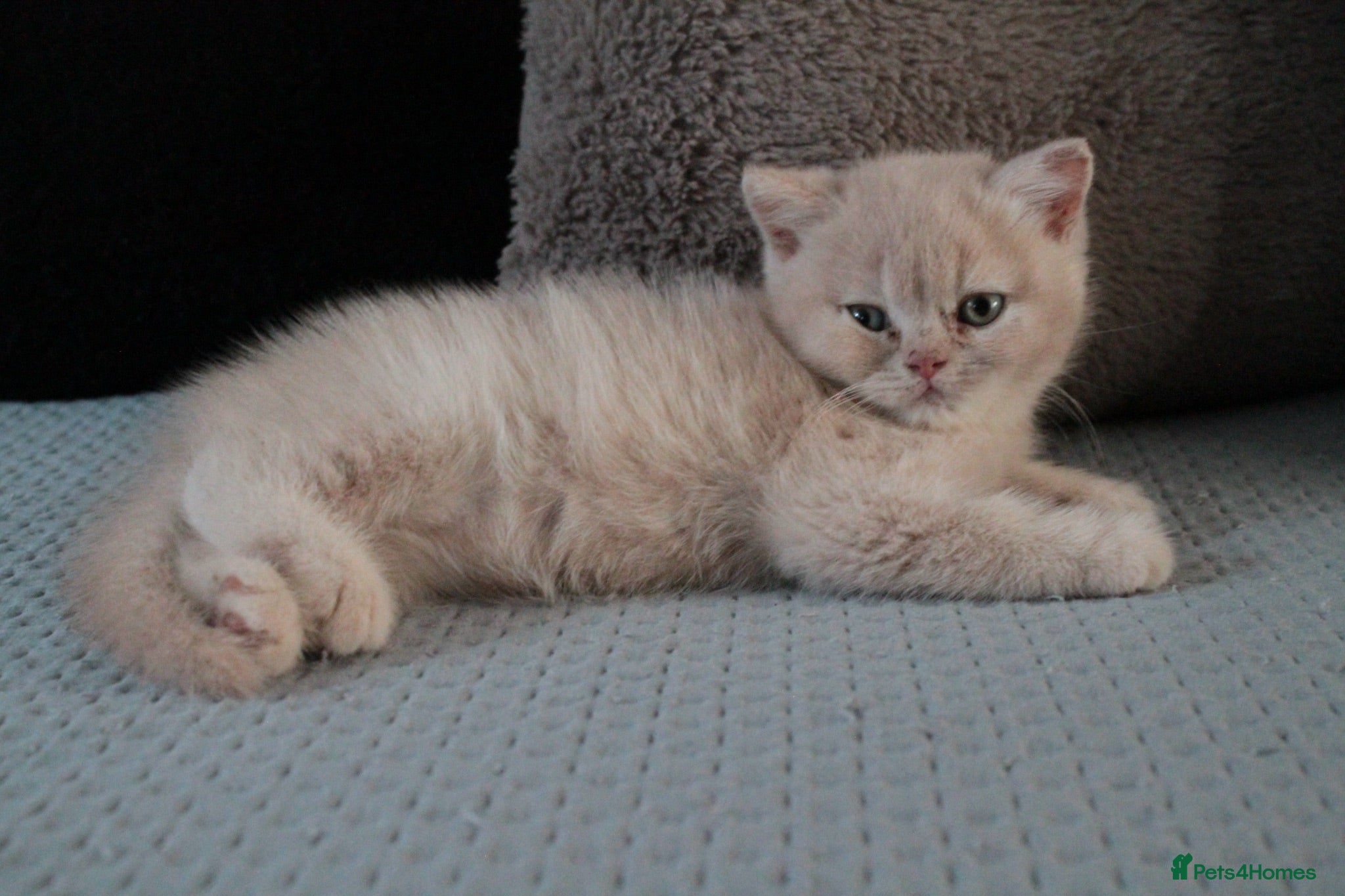 British Shorthair cats TICA British Shorthair & Longhair Kittens  - Advert 1