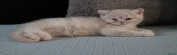 British Shorthair cats for sale: TICA British Shorthair & Longhair Kittens  - Advert 1