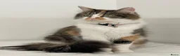 Mixed Breed cats for sale: Playful kittens - Advert 15