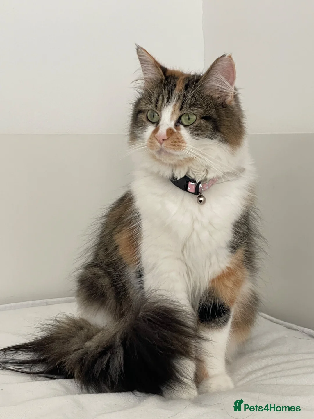 Mixed Breed cats for sale: Playful kittens - Advert 15