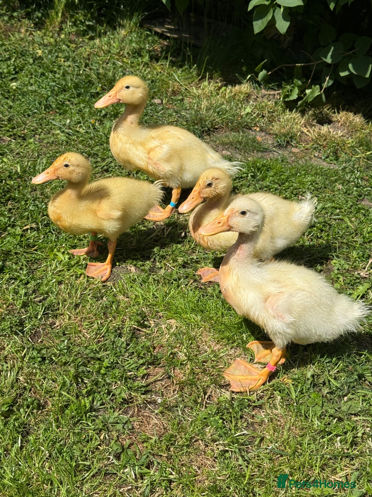 Ducks poultry Cherry valley ducklings  - Advert 5