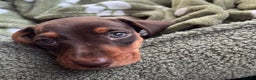 Dachshund dogs for sale: Male dachshund puppy for sale - Advert 2
