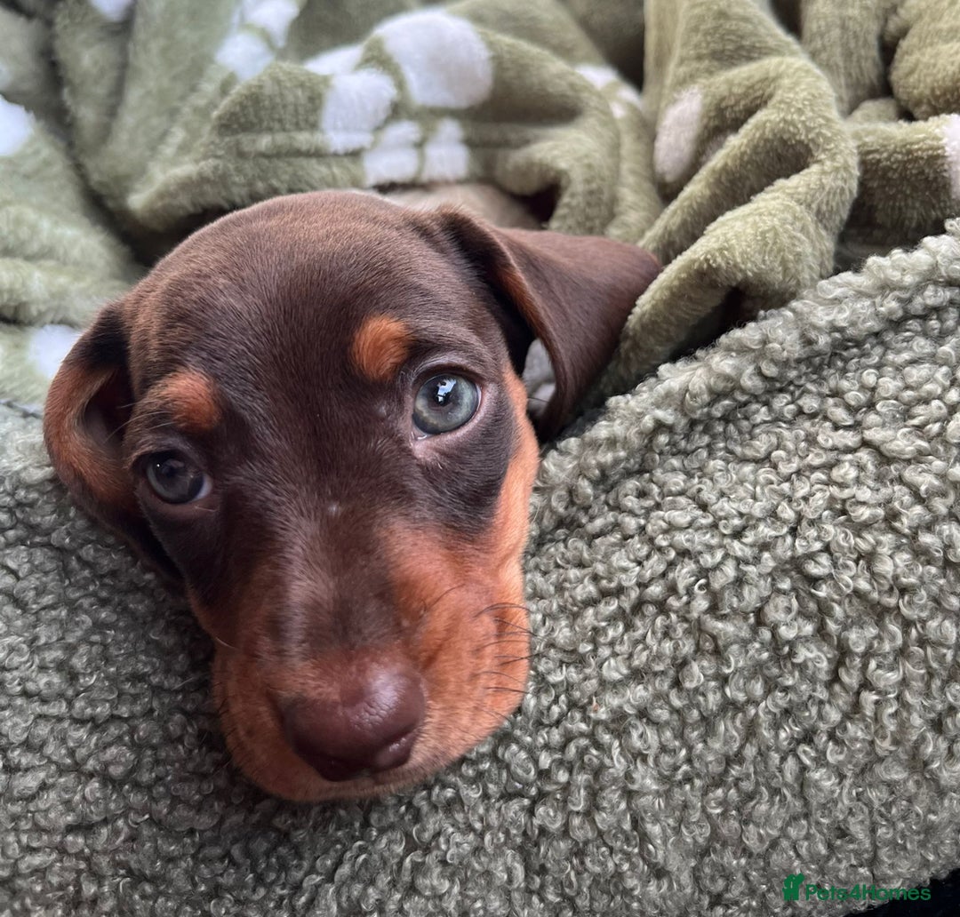 Dachshund dogs for sale: Male dachshund puppy for sale - Advert 2