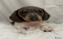 Miniature Dachshund dogs for sale: Stunning miniature dachshunds - Image 6
