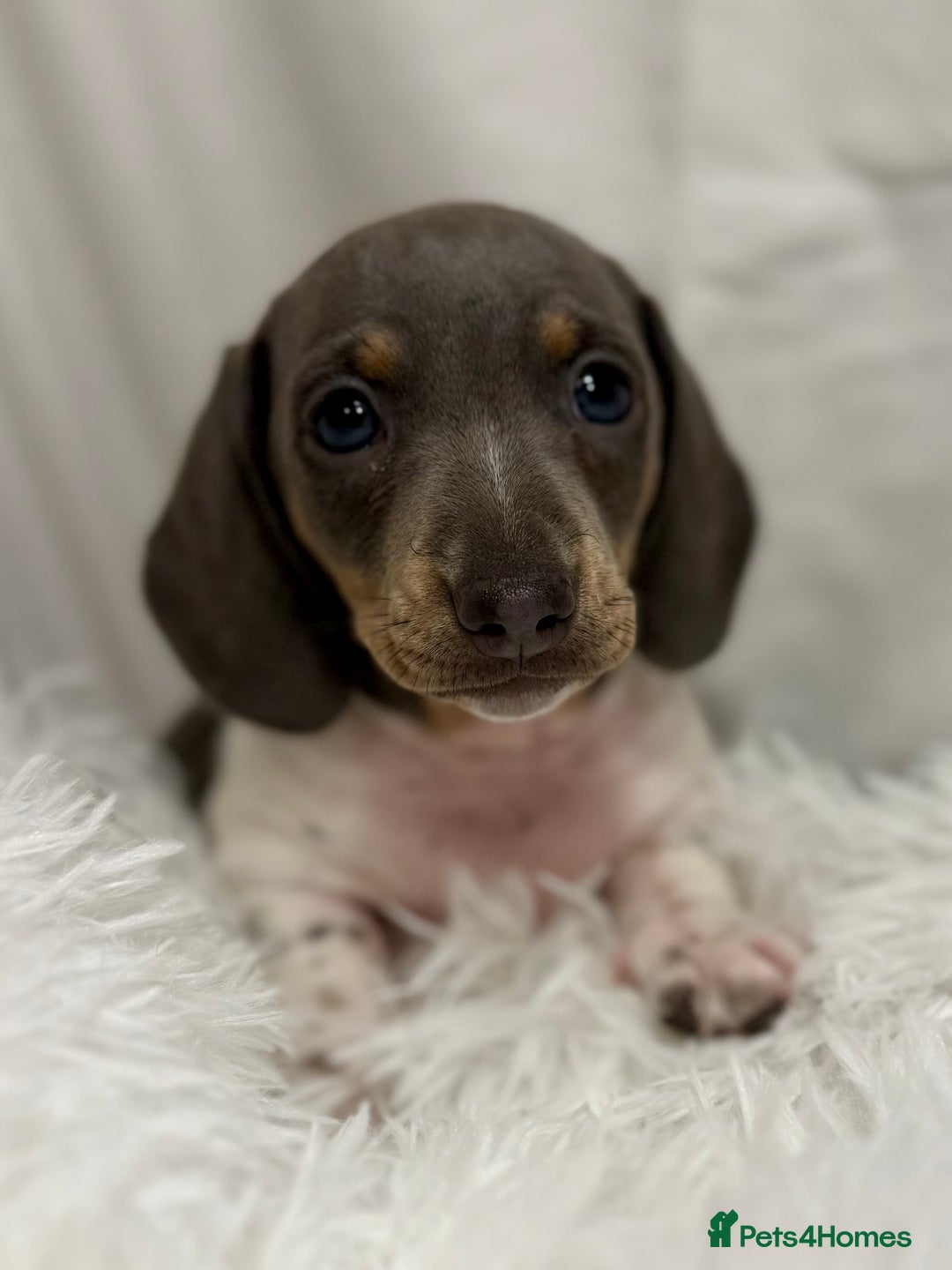 Miniature Dachshund dogs for sale: Stunning miniature dachshunds - Image 6