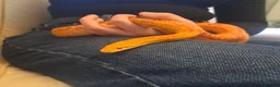 Corn Snake reptiles for sale: Corn snake with vivvarium in Ivybridge - Advert 24
