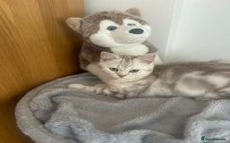 Scottish Fold cats for sale: Beautiful Scottish fold baby’s  in Reading - Image 10