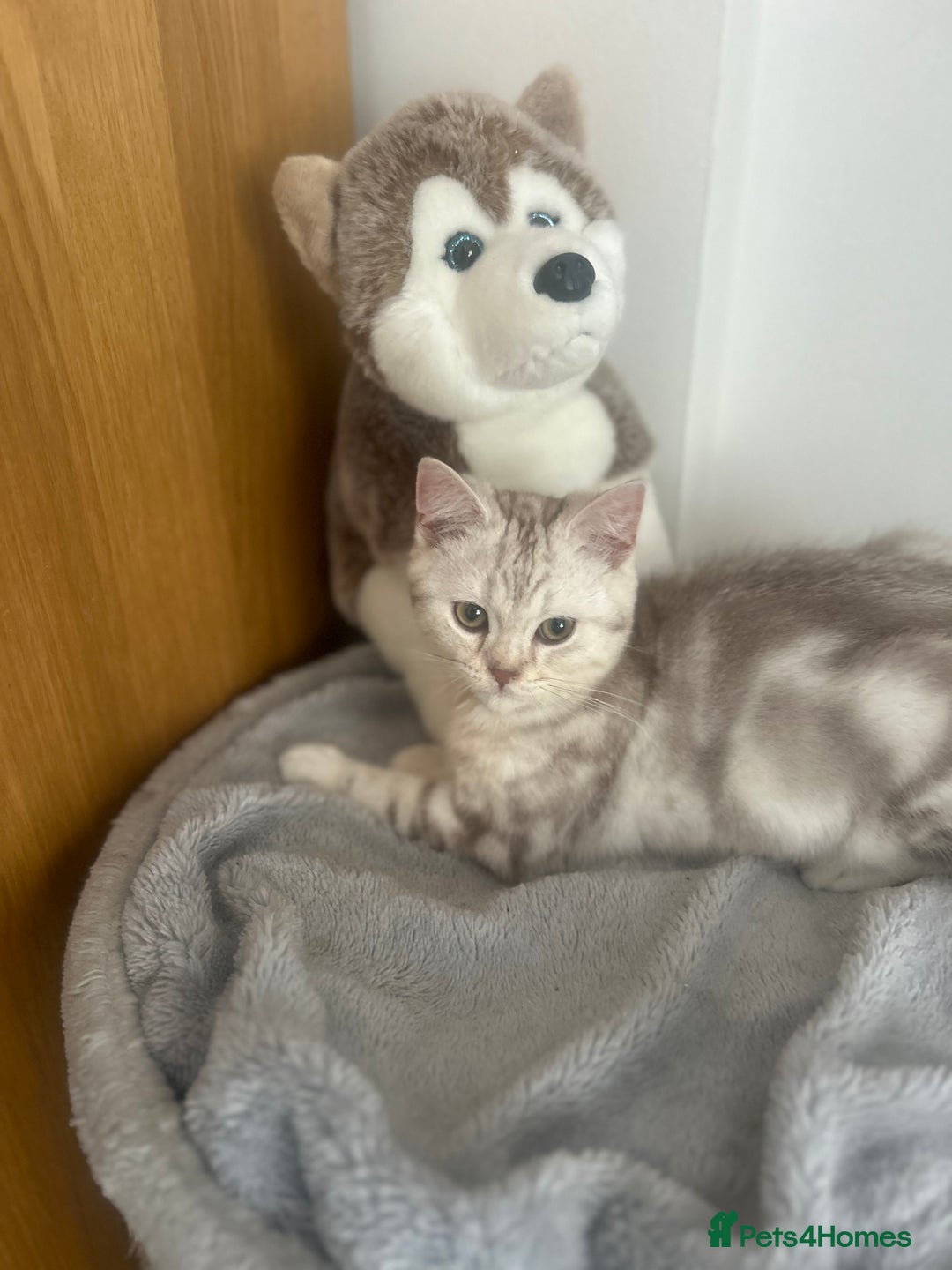 Scottish Fold cats for sale: Beautiful Scottish fold baby’s  in Reading - Image 10