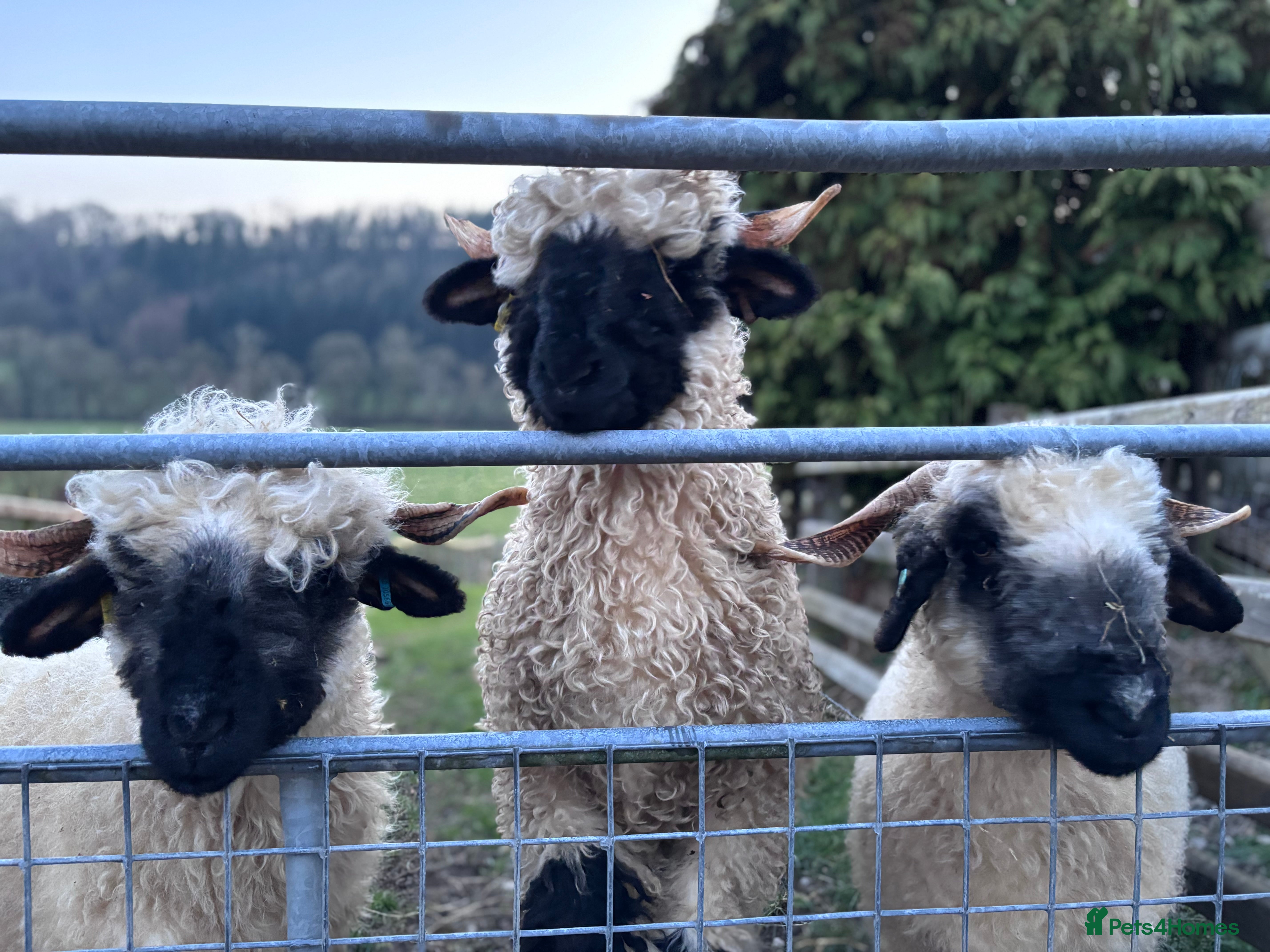 Sheep livestock Valais Blacknose available  - Advert 10