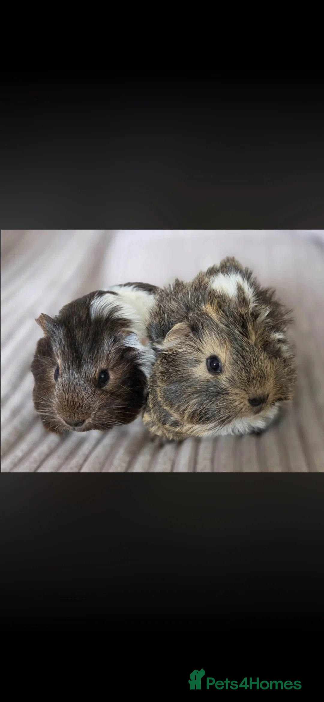 Guinea Pig rodents for sale: Guinea pigs  - Advert 2